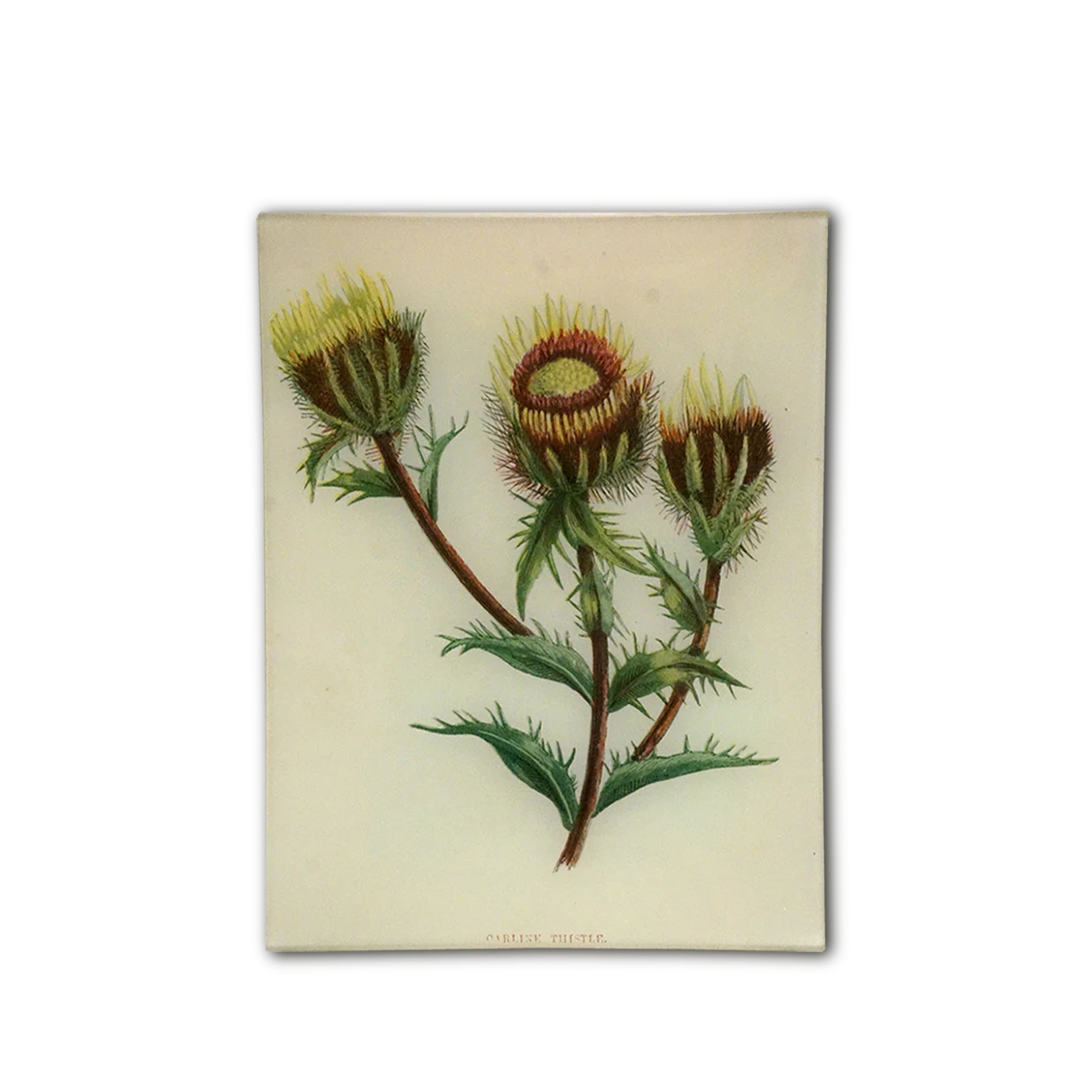 John Derian Carline Thistle Rectangular Tray 20 x 27cm