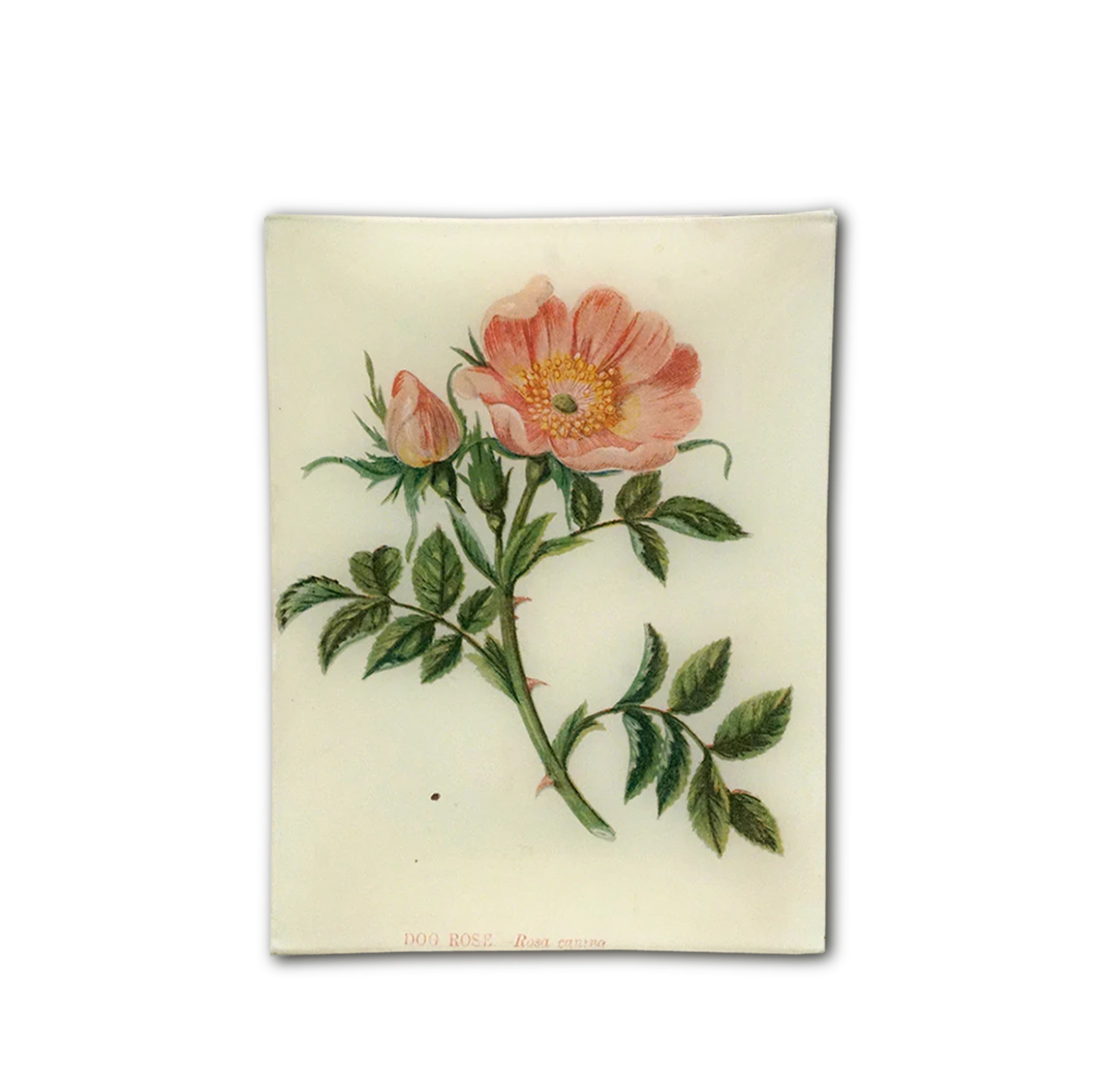 John Derian Dog Rose Rectangular Tray 20 x 27cm