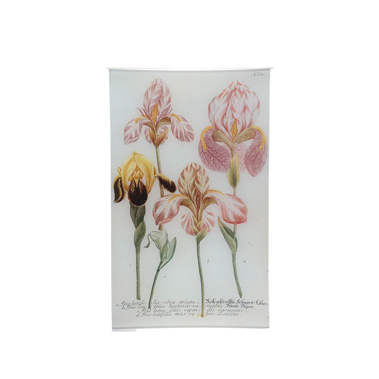 John Derian English Iris Tray, 25 x 40cm