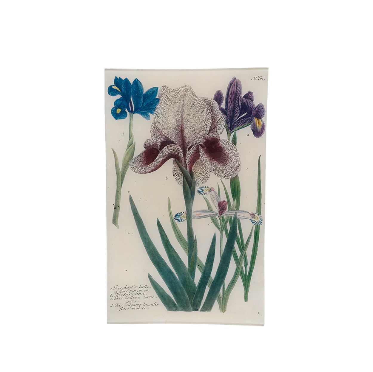 John Derian Mourning Iris Tray, 25 x 40cm