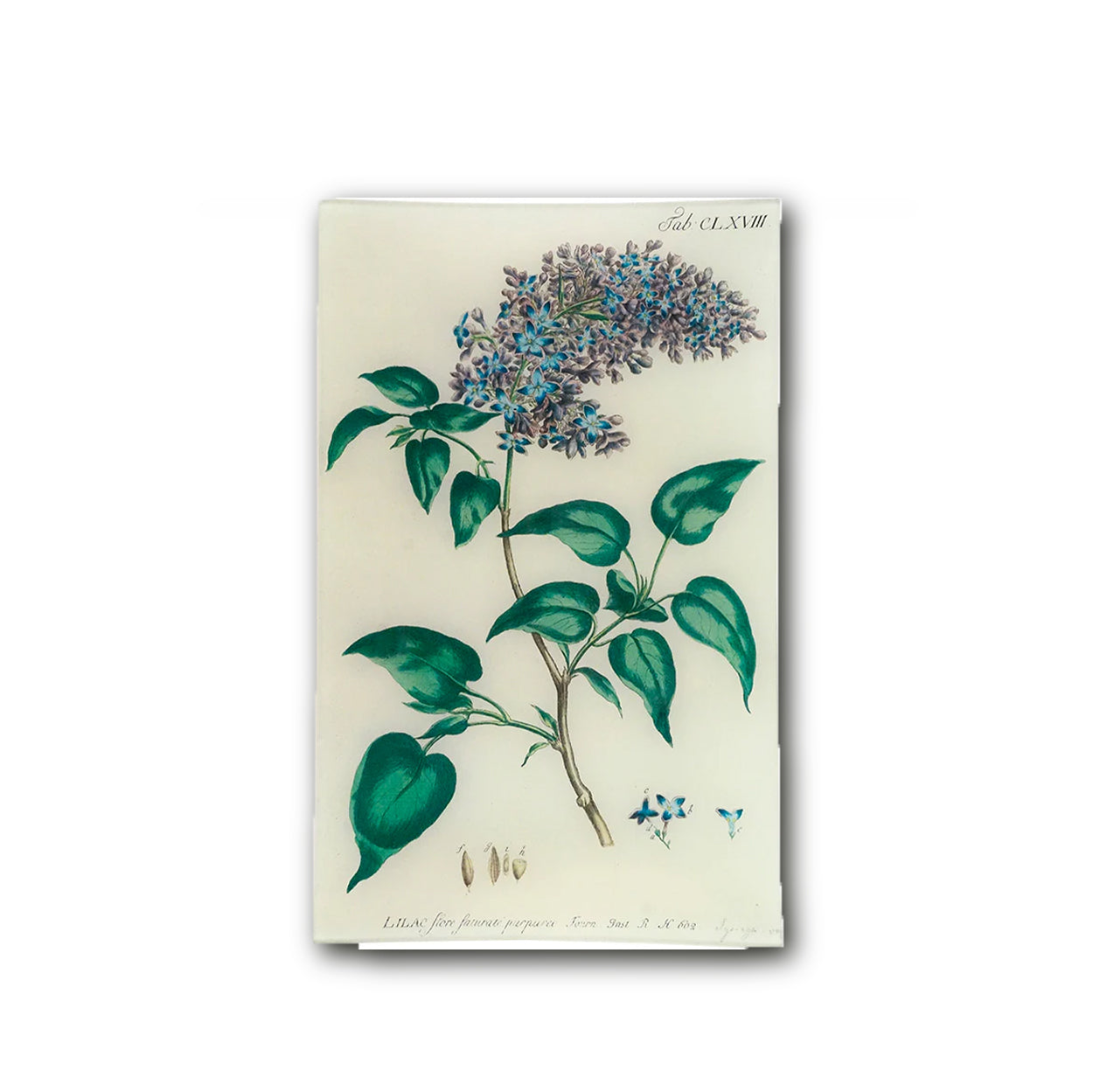 John Derian Lilac Rectangular Tray 25 x 40cm