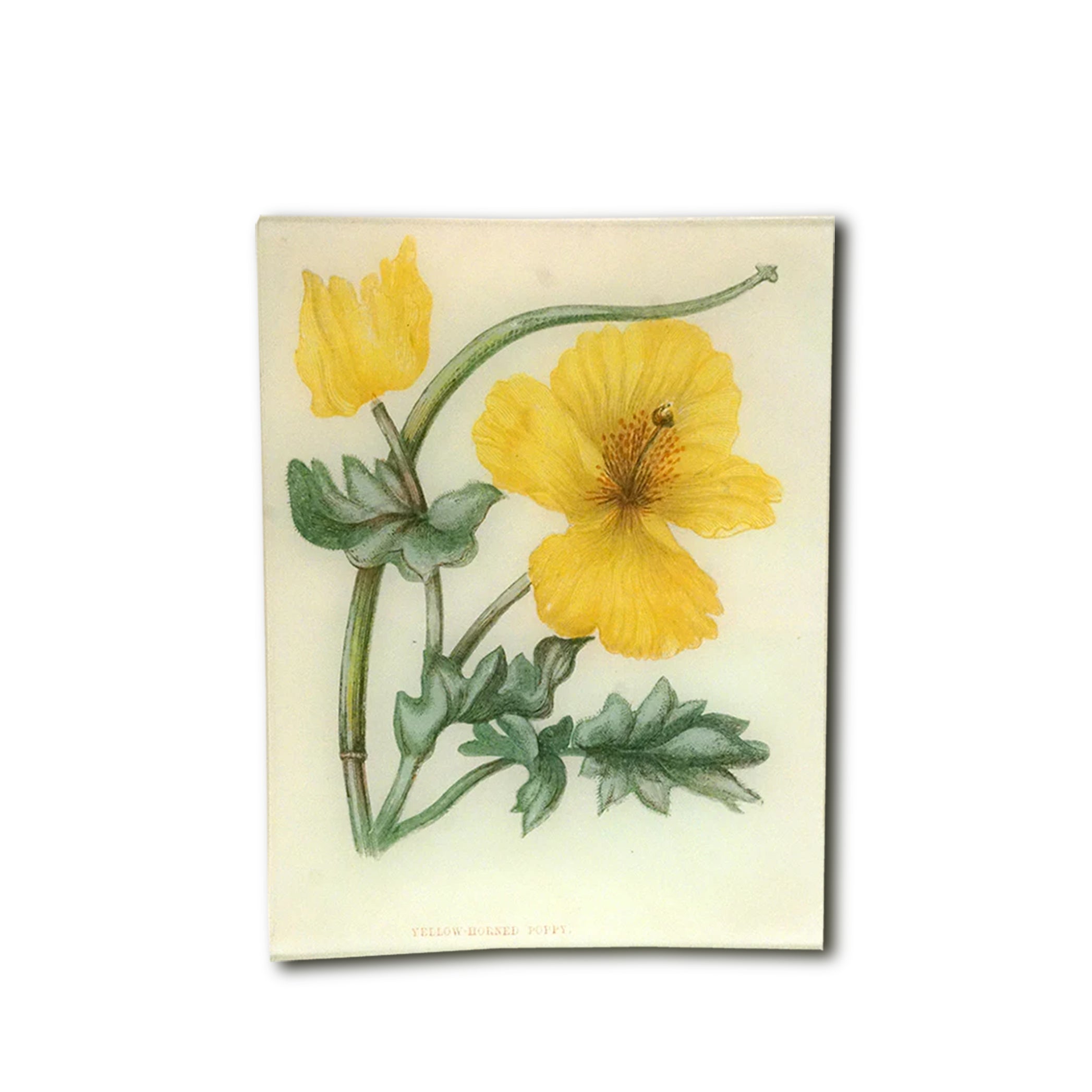 John Derian Yellow-Horned Poppy Rectangular Tray 20 x 27cm